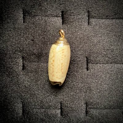 پلاک صدف و حلزون دریایی کد 118